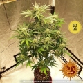 Pineapple Express Auto