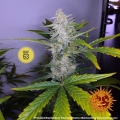 Pineapple Express Auto
