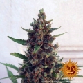 Pineapple Express Auto