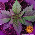 Pineapple Express Auto