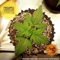 Pineapple Express Auto