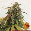 Pineapple Express Auto