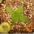 Pineapple Express Auto