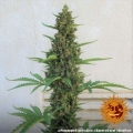 Pineapple Express Auto