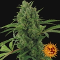 Pineapple Express Auto