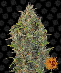 Critical Kush Auto Hanfsamen