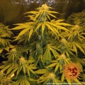 Critical Kush Auto
