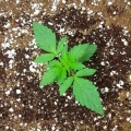 Critical Kush Auto