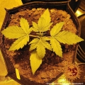Critical Kush Auto