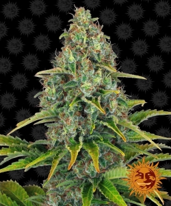 Blueberry Cheese Auto Hanfsamen