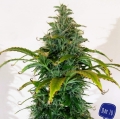 Blueberry Cheese Auto