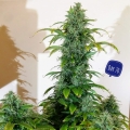 Blueberry Cheese Auto
