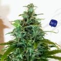 Blueberry Cheese Auto
