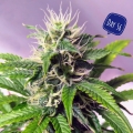 Blueberry Cheese Auto