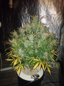 Original Auto White Widow Hanfsamen