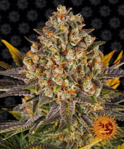 Banana Punch Hanfsamen