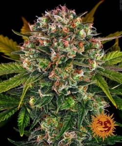 Strawberry Cheesecake Auto Hanfsamen