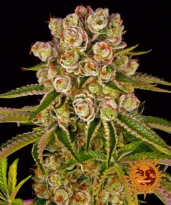 Kush Mintz Hanfsamen