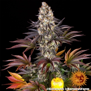 GELATO #45 Hanfsamen