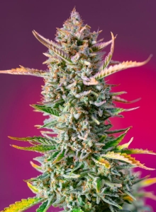 Gorilla Sherbet F1 Fast Version Hanfsamen