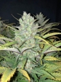 ZKITTLEZ