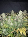 ZKITTLEZ