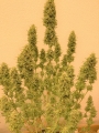 Girl Scout Cookies Fast Version
