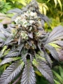 Shiskaberry 