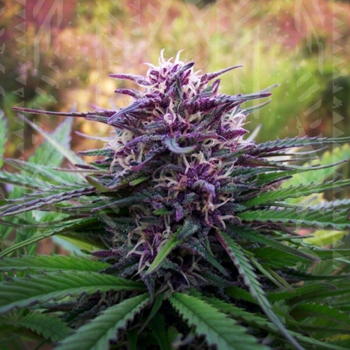 Purple Maroc 