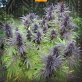 Purple Maroc 
