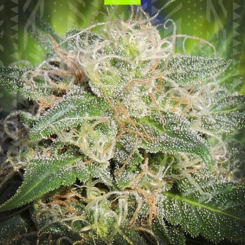 Super Lemon Haze Auto