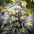 Shiskaberry 