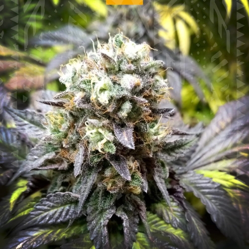 Shiskaberry 