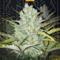 ZKITTLEZ