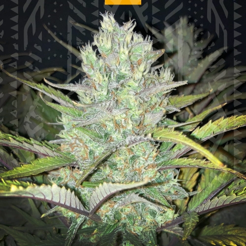 ZKITTLEZ