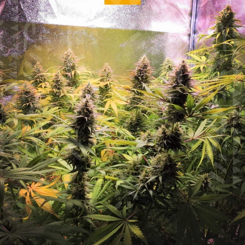 Super Lemon Haze