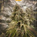 OG KUSH