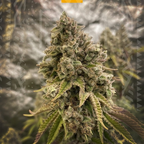 OG KUSH