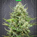 AK47 auto