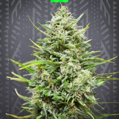 AK47 auto