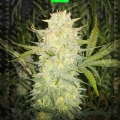 CRITICAL auto