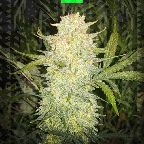CRITICAL auto