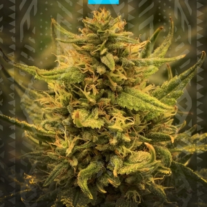 Girl Scout Cookies Fast Version Hanfsamen