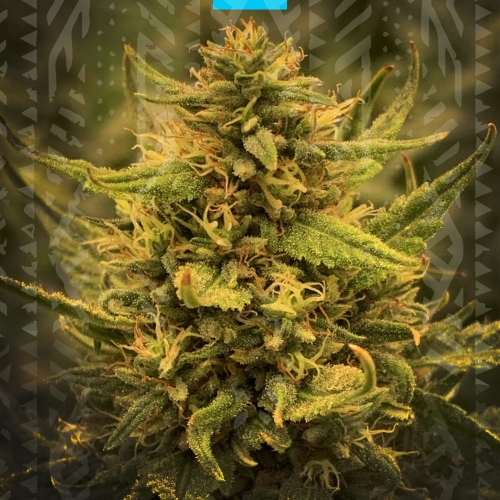 Girl Scout Cookies Fast Version