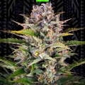 Zkittlez Auto