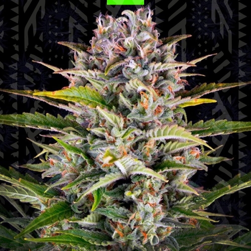 Zkittlez Auto
