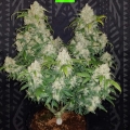 Zkittlez Auto