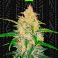 Zkittlez Auto