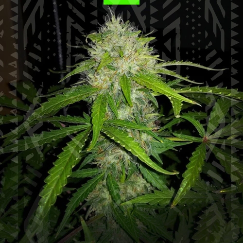 White Dwarf Auto 