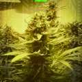 Old Mandarine auto